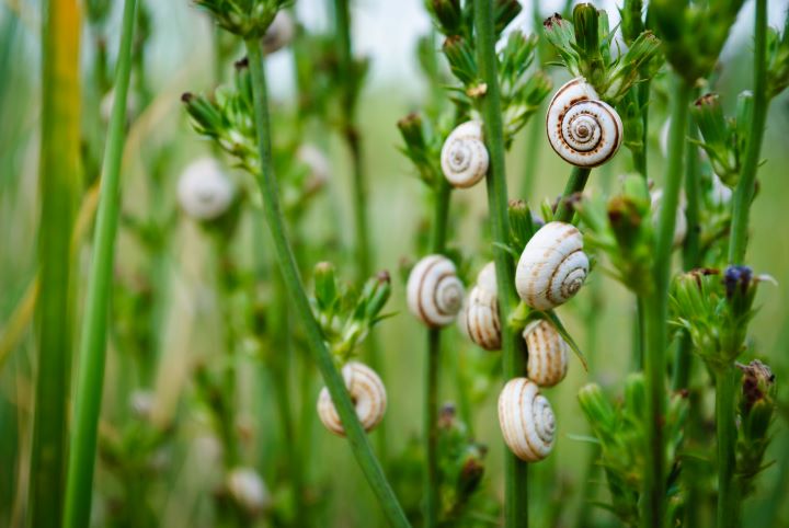 snails on plant stems