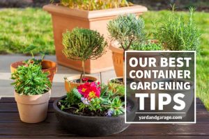 Container Gardening Tips