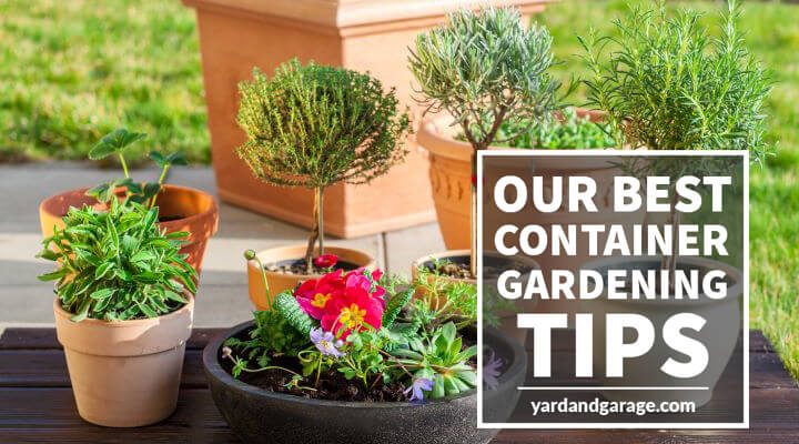 Container Gardening Tips