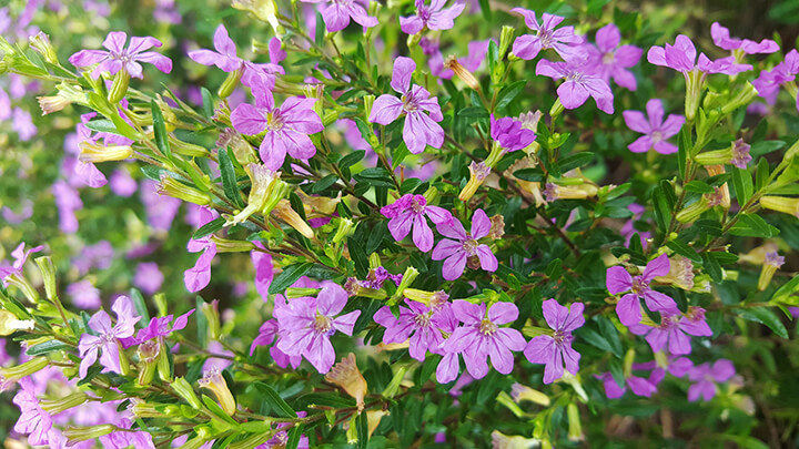 false heather in bloom