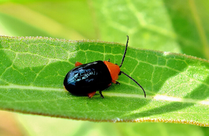 flea beetle