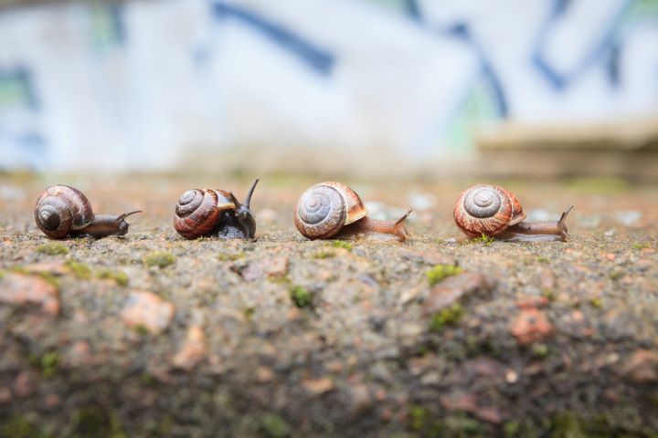 a line of snails in dirt