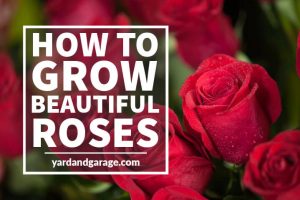 How to Grow Beautiful Roses