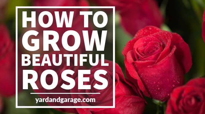 How to Grow Beautiful Roses