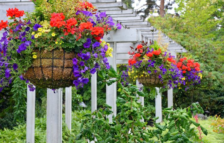 colorful hanging baskets of flowers