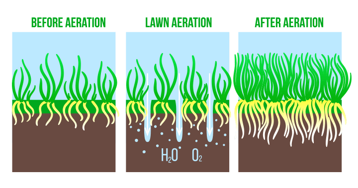 Lawn aeration explainer