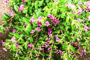 Mexican Heather Flowers