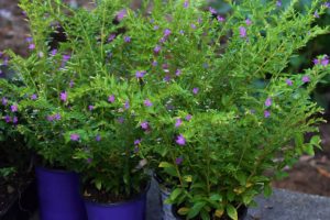 Mexican Heather plants in containers
