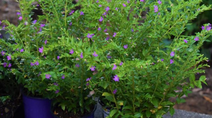 Mexican Heather plants in containers