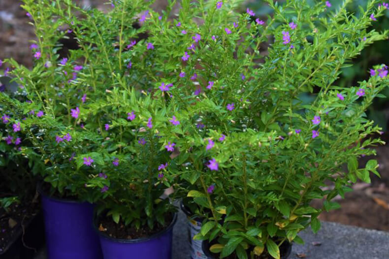 Mexican Heather plants in containers