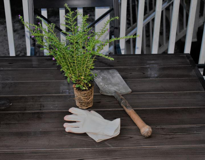 Mexican heather with gardening hand tools