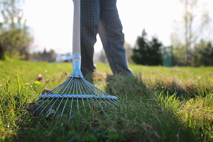 Raking grass