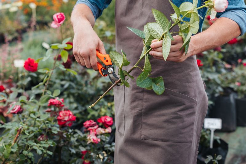 man pruning rose stem