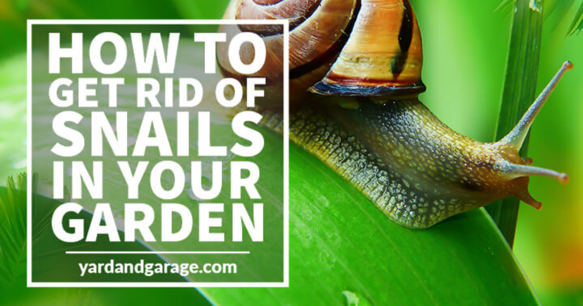 How to Get Rid of Snails in Your Garden Yard and Garage