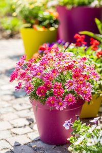 pink potted plants