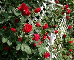 roses on patio