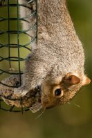 squirrel hanging upside down eating