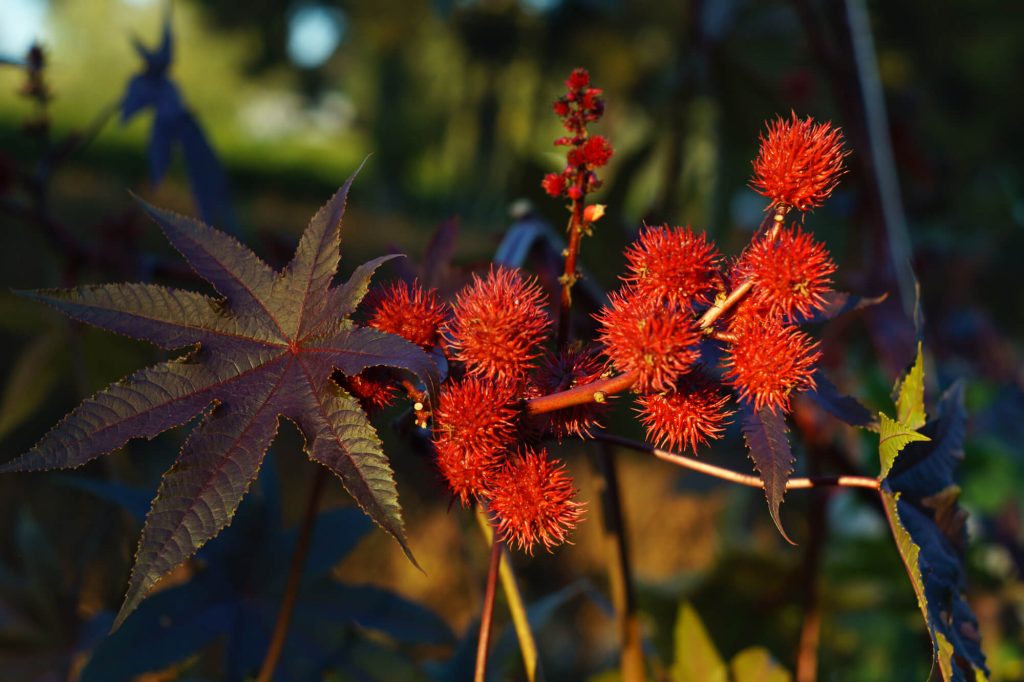 Ricinus communis