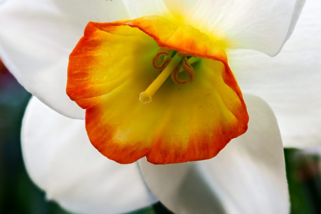 Narcissus poeticus