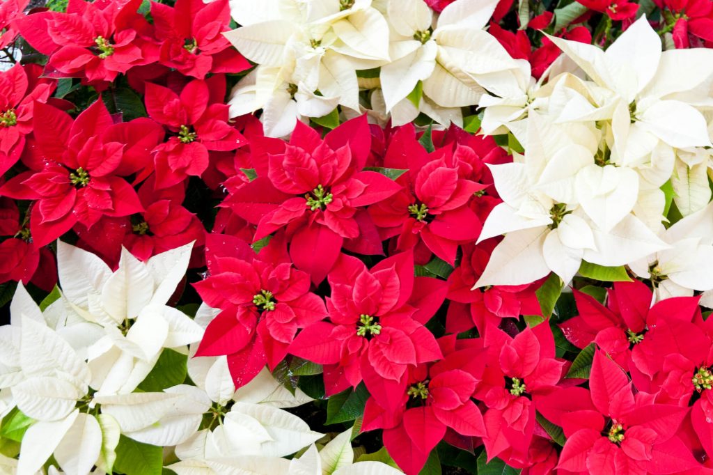 White and red poinsettias