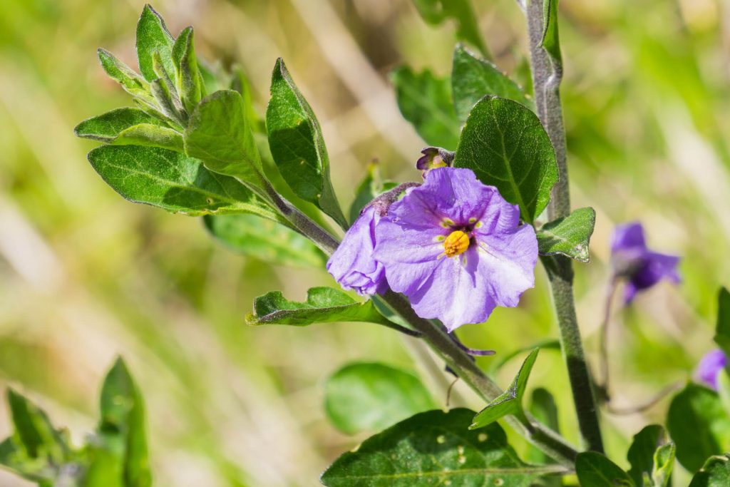 Solanum xanti