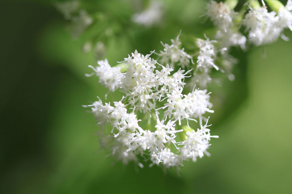 Ageratina altissima