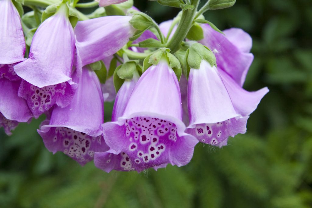 lavender foxglove plant