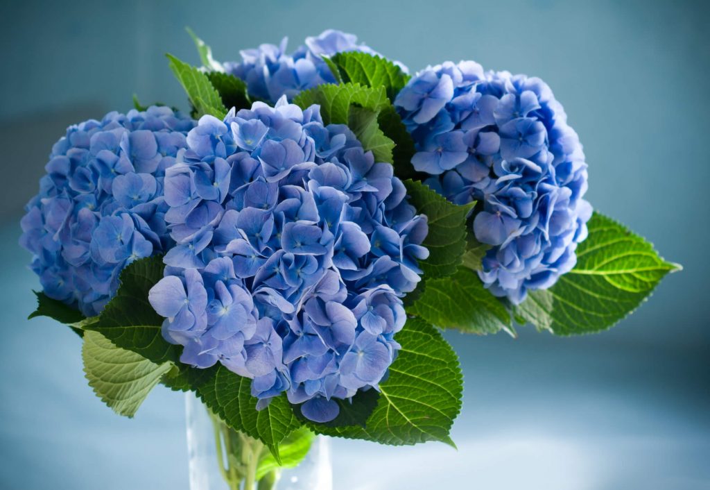 Blue Hydrangeaceae