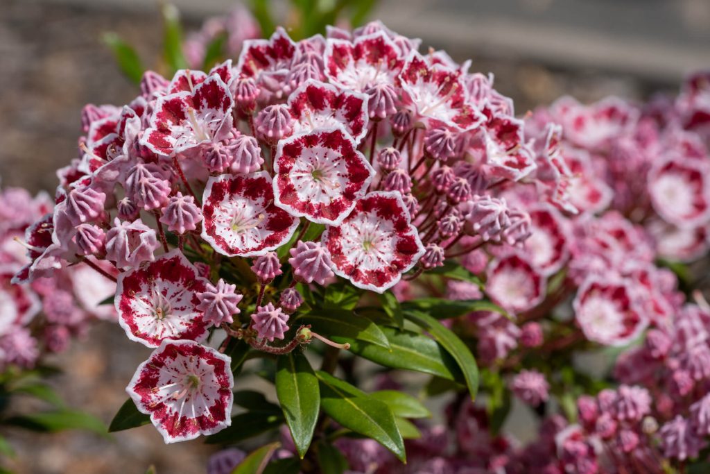 Kalmia latifolia