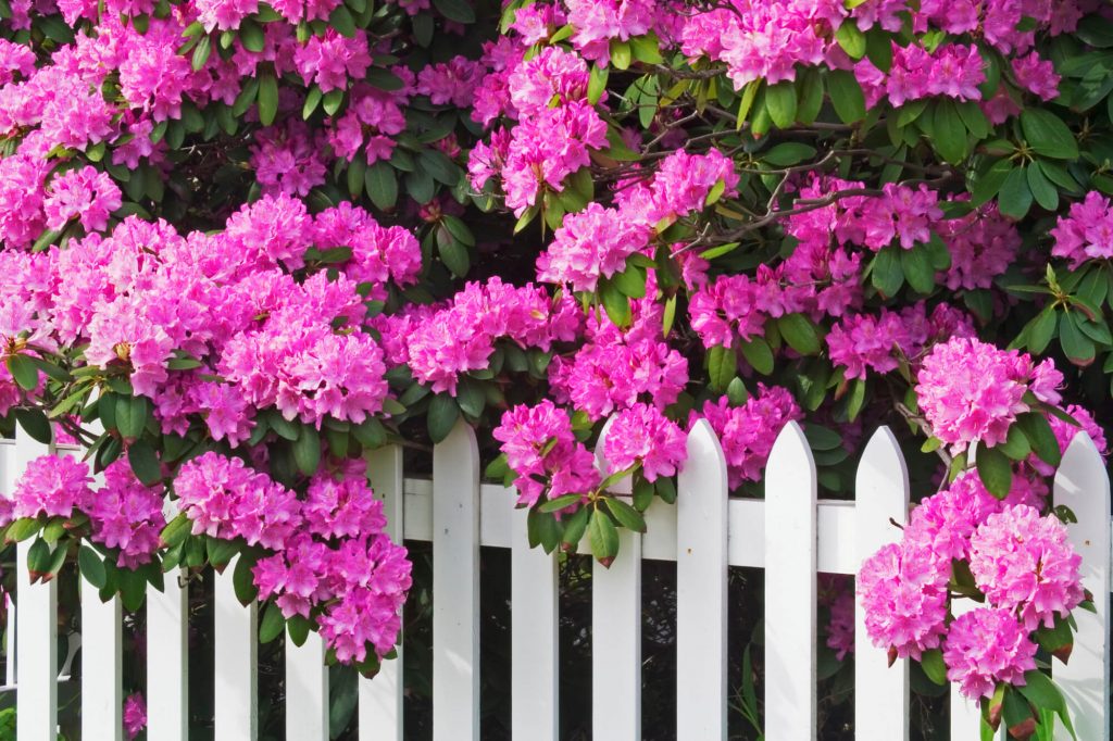 Rrhododendrons and picket fence