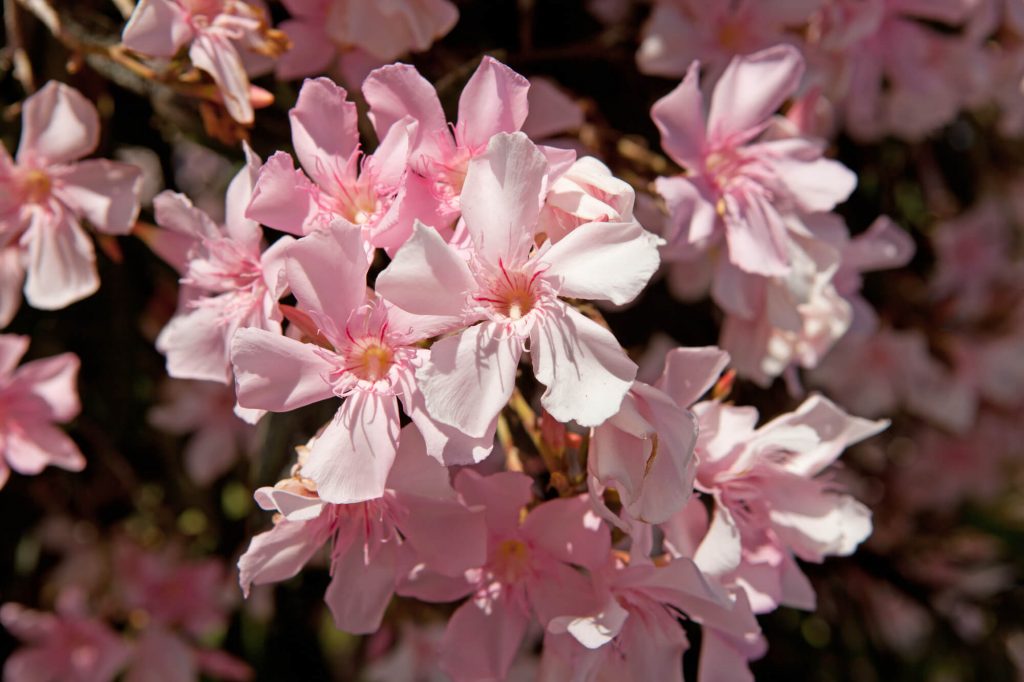 Poisonous oleander flowers