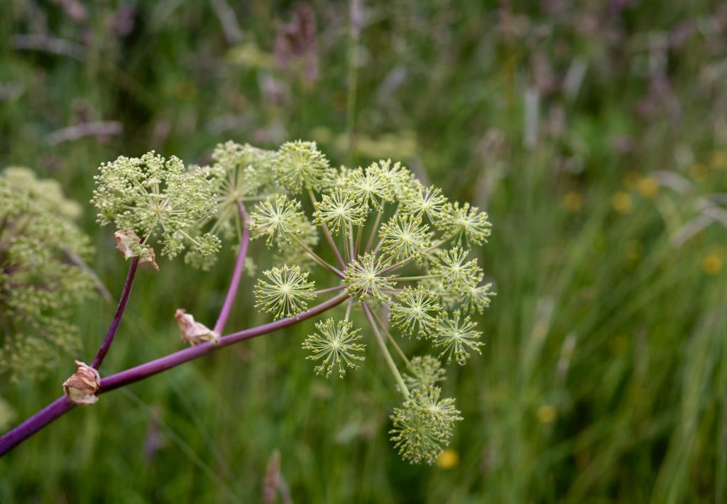 Cicuta douglasii