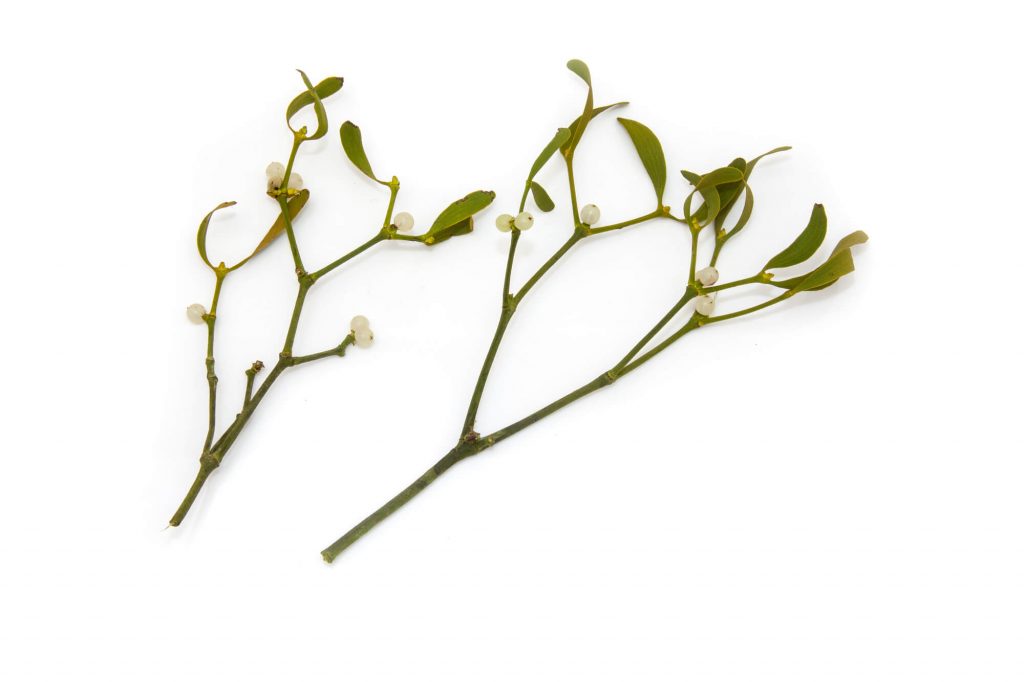 Mistletoe poisonous plant