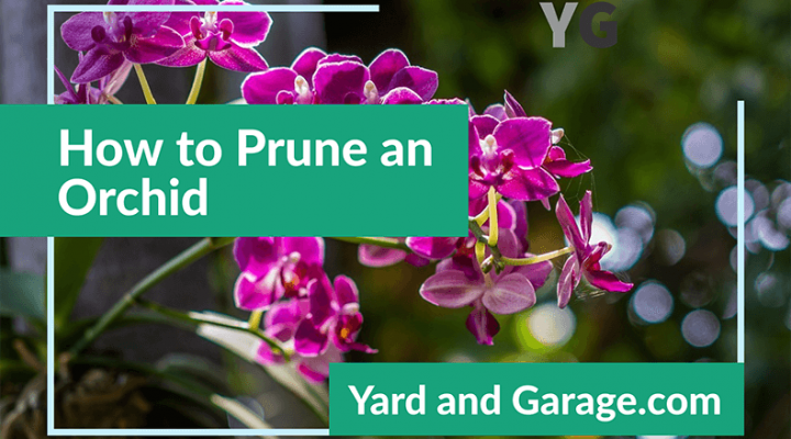 Orchid Pruning Tips