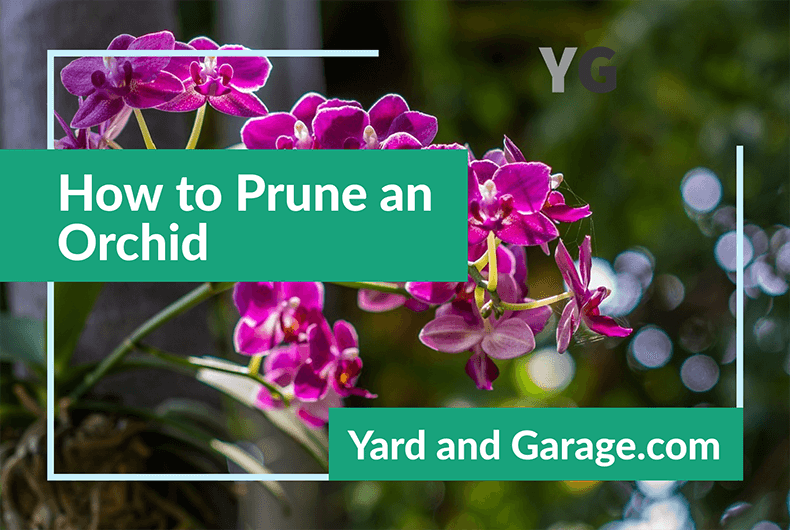 How To Prune An Orchid Yard and Garage