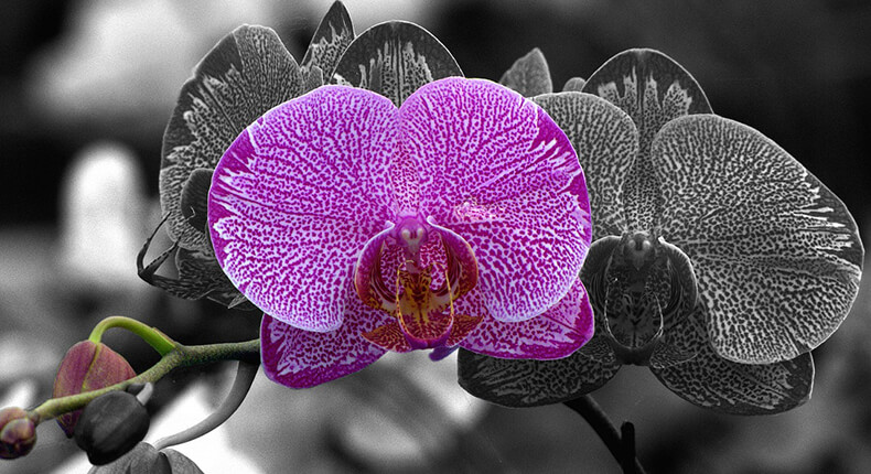 Moth Orchid