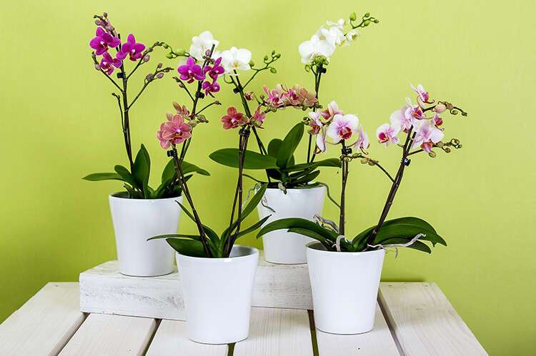 Potted Orchids