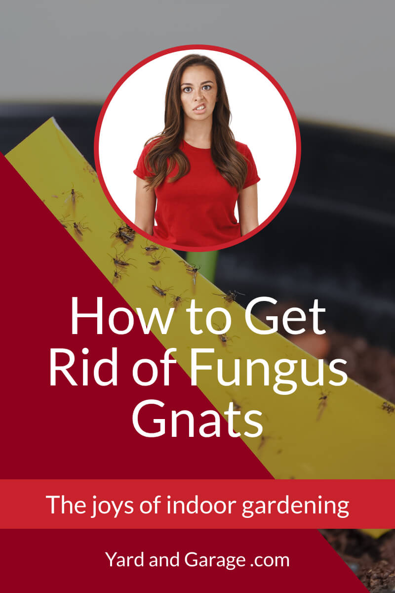 Fungus Gnats Pin