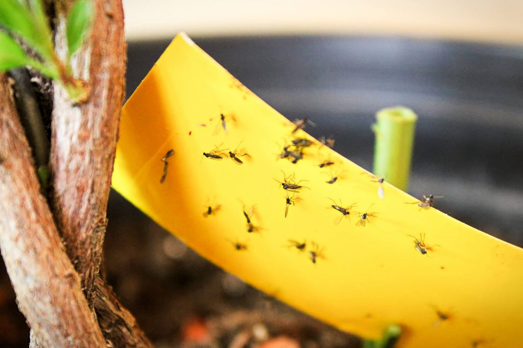 Fungus gnat trapped on yellow sticky tape