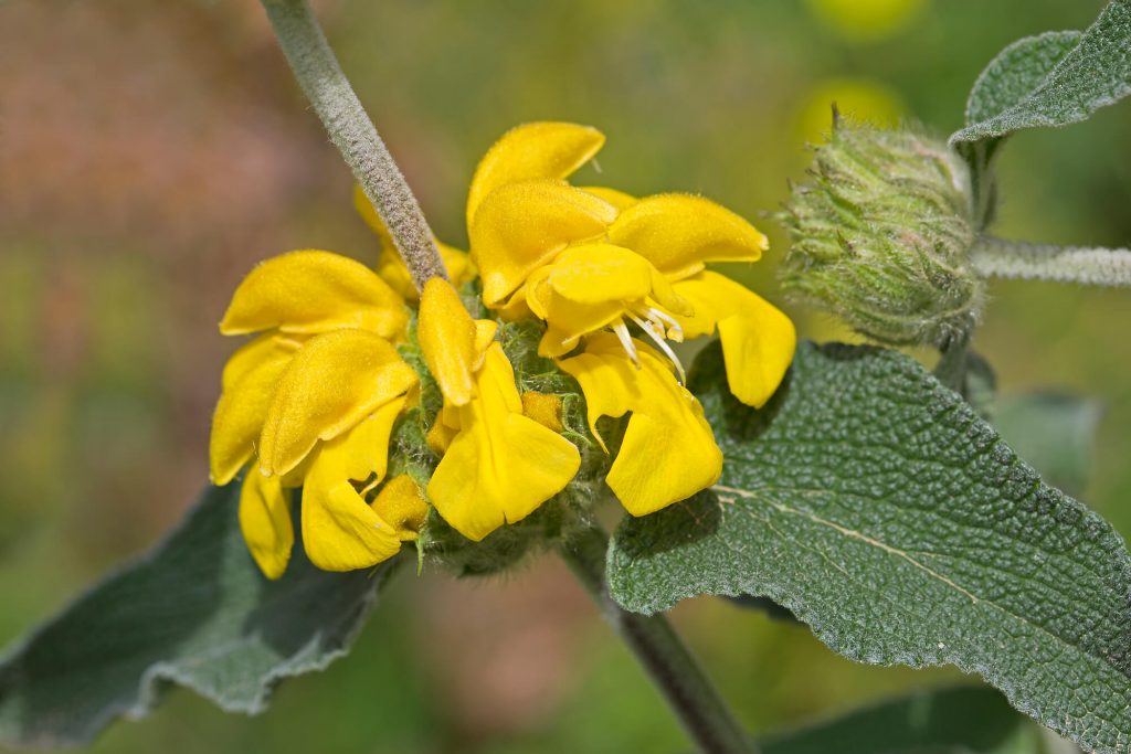 Jerusalem Sage