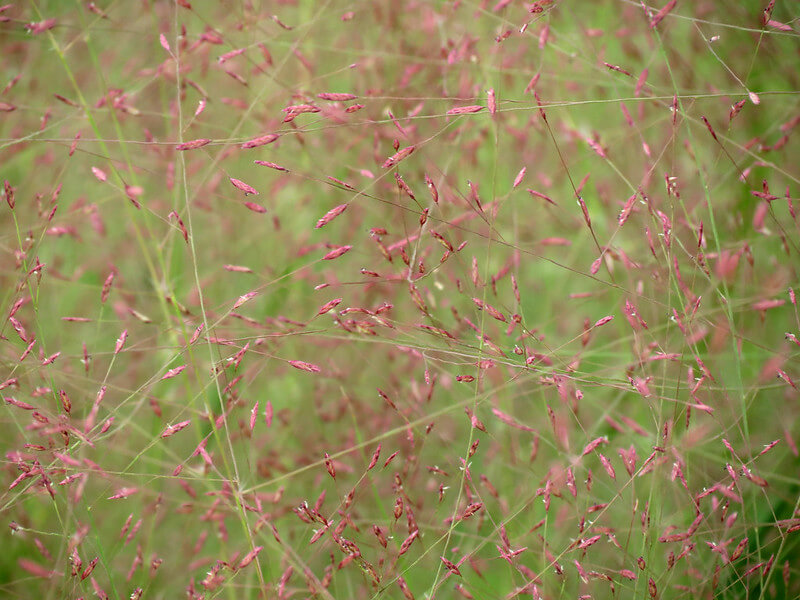 Eragrostis Spectabilis