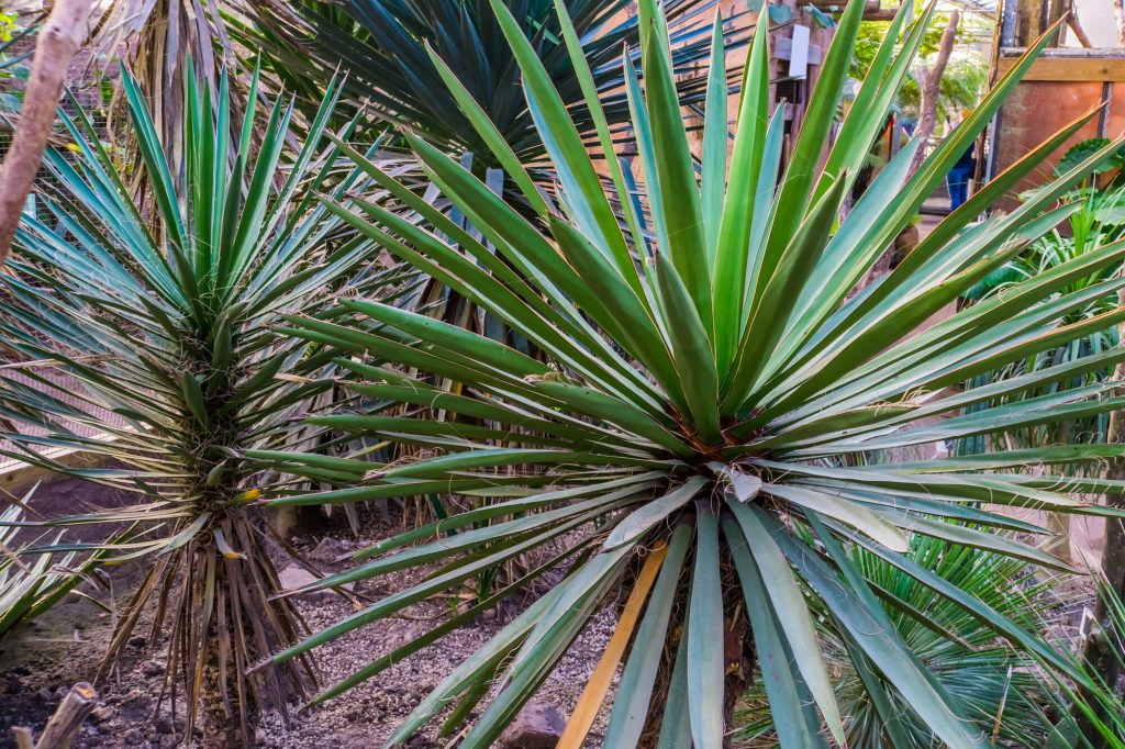 Yucca Aloifolia