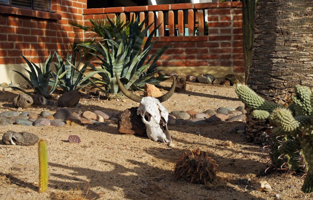 Desert landscape with skull