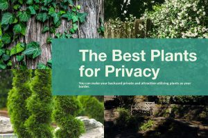 Best Plants for Backyard Privacy