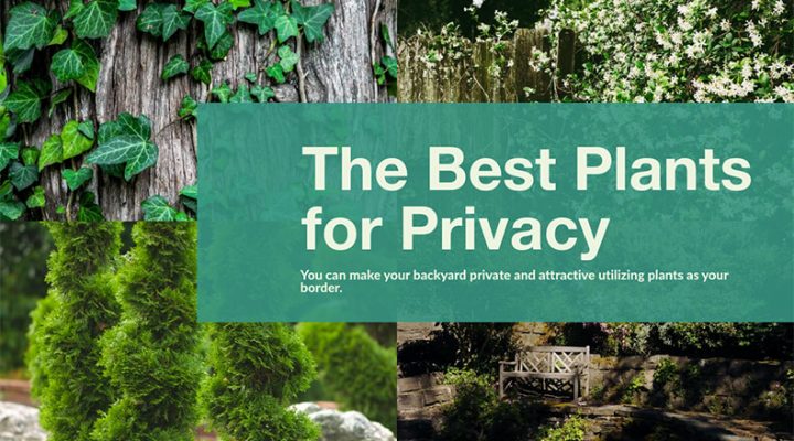 Best Plants for Backyard Privacy