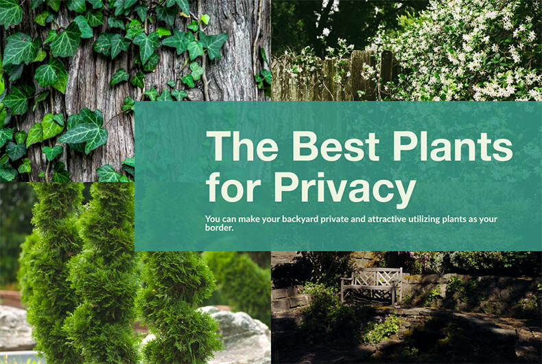 Best Plants for Backyard Privacy