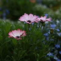 Chrysanthemum flowers