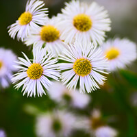 Fleabane daisies