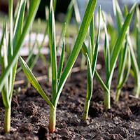 Garlic plants