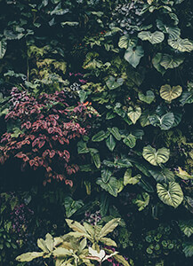 ivy hedge